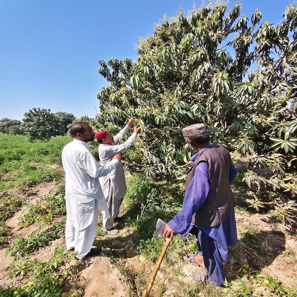 Farmers inspecting mango trees - climate-smart agriculture