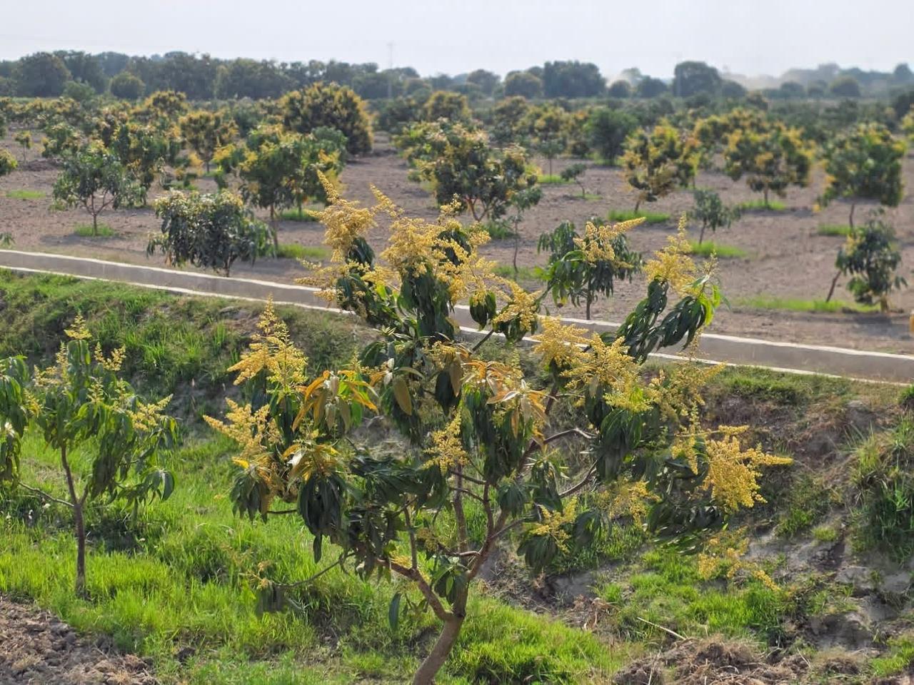 Mango orchard in bloom - climate-smart agriculture programme, Sindh