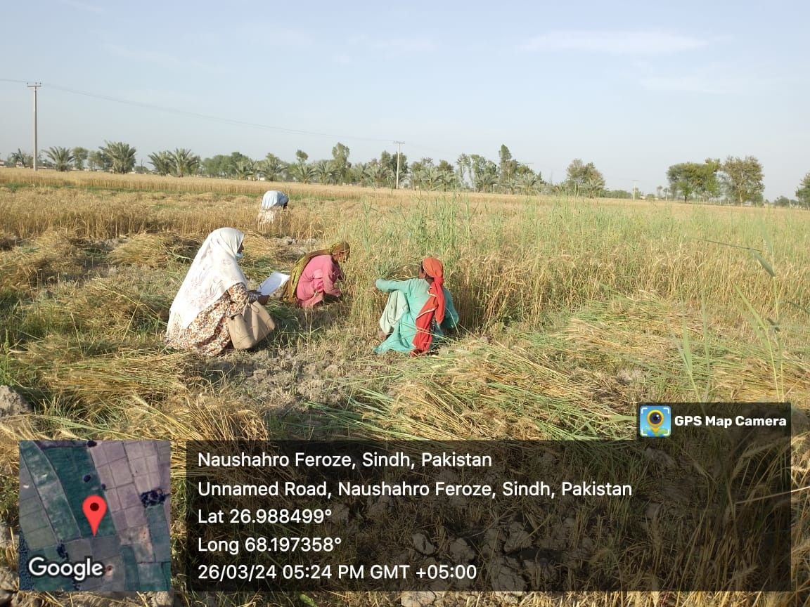 Inclusion & livelihoods - IPECS programme delivery